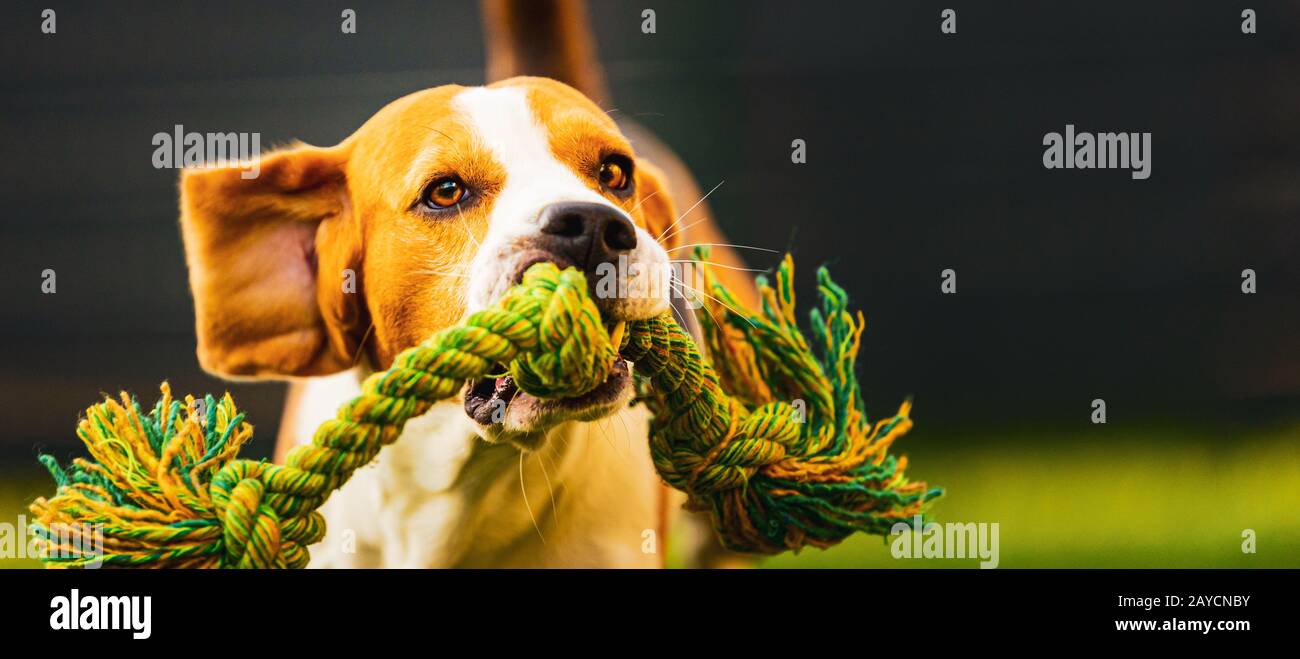 Cane Beagle di salto e in esecuzione con un giocattolo verso la telecamera Foto Stock
