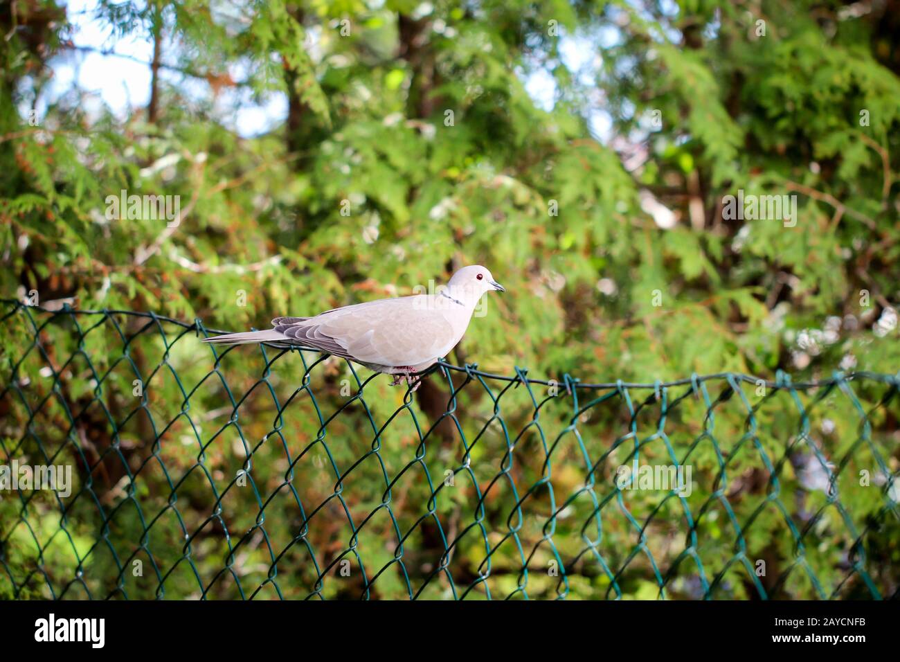 un piccione si siede comodamente su una rete metallica recinzione Foto Stock