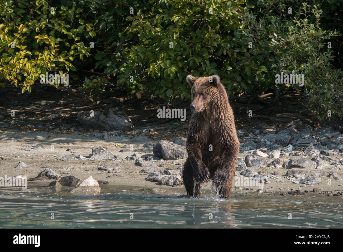 Un orso bruno (Ursus arctos) è in piedi alla ricerca di salmone lungo la riva del lago Crescent nel Parco Nazionale del Lago Clark e Preserve, Alaska, Stati Uniti. Foto Stock