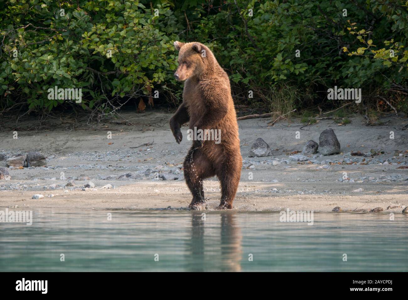 Un orso bruno (Ursus arctos) è in piedi alla ricerca di salmone lungo la riva del lago Crescent nel Parco Nazionale del Lago Clark e Preserve, Alaska, Stati Uniti. Foto Stock