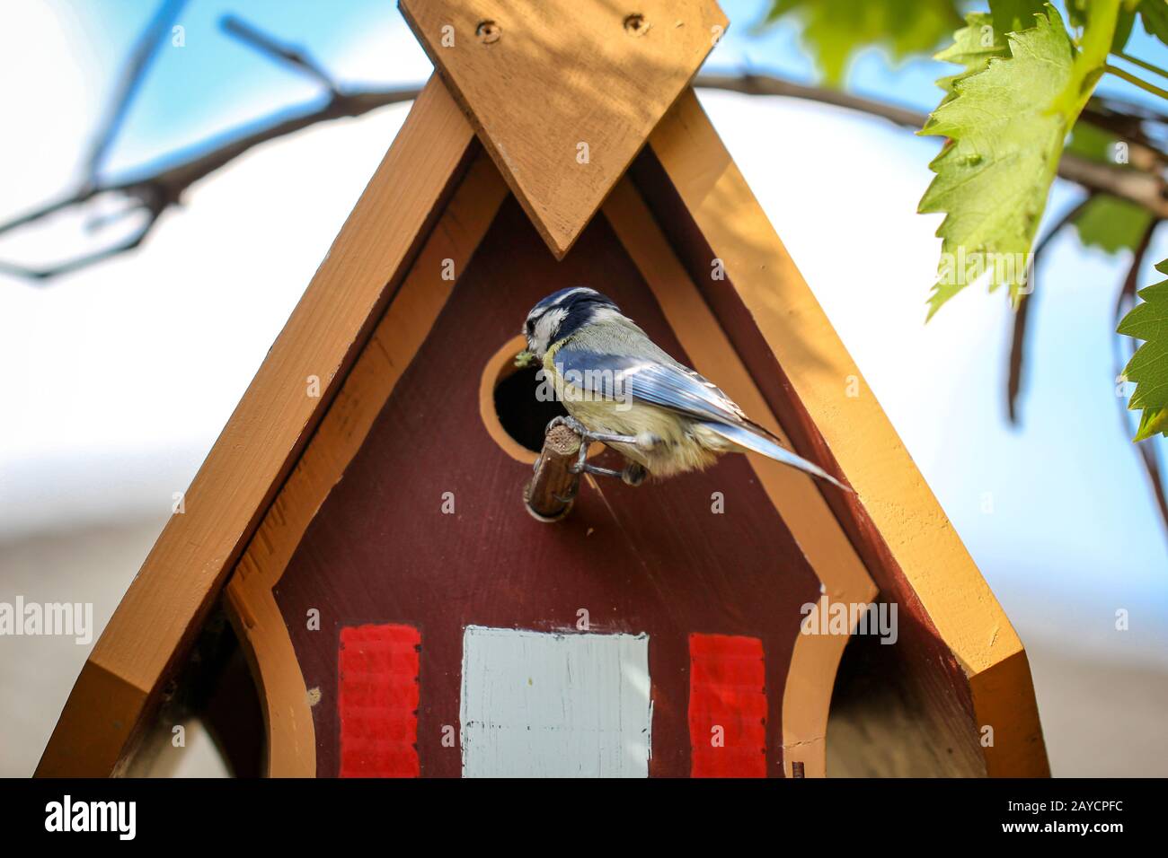 una tit che si nutre e si nutre dei suoi giovani nel mio giardino e bird house Foto Stock