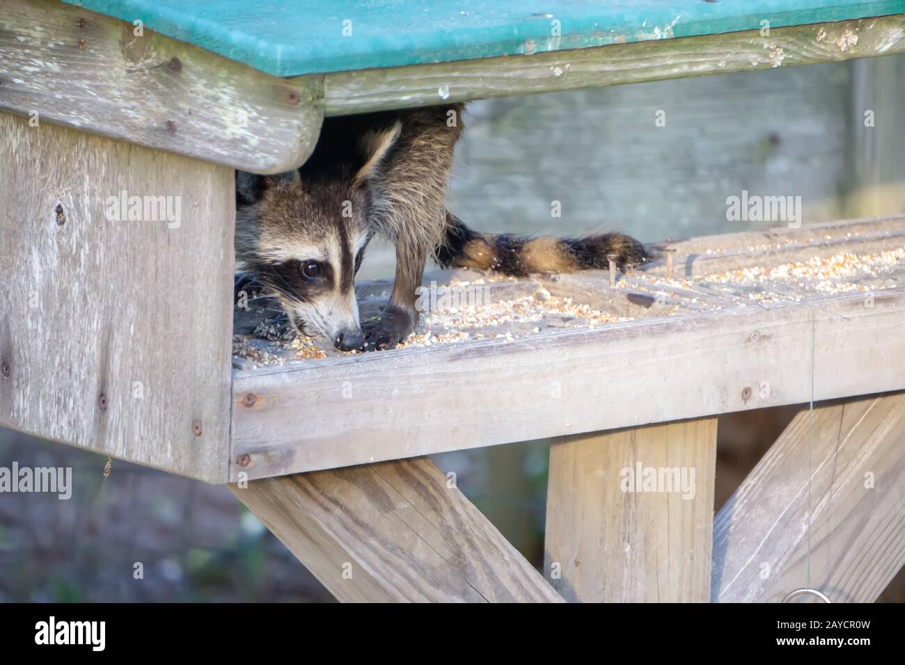 raccoon rubare cibo da alimentatore Foto Stock