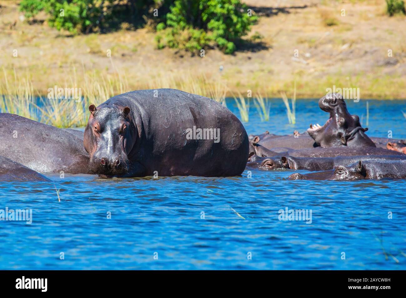 Ippopotami che riposano nel fiume Foto Stock