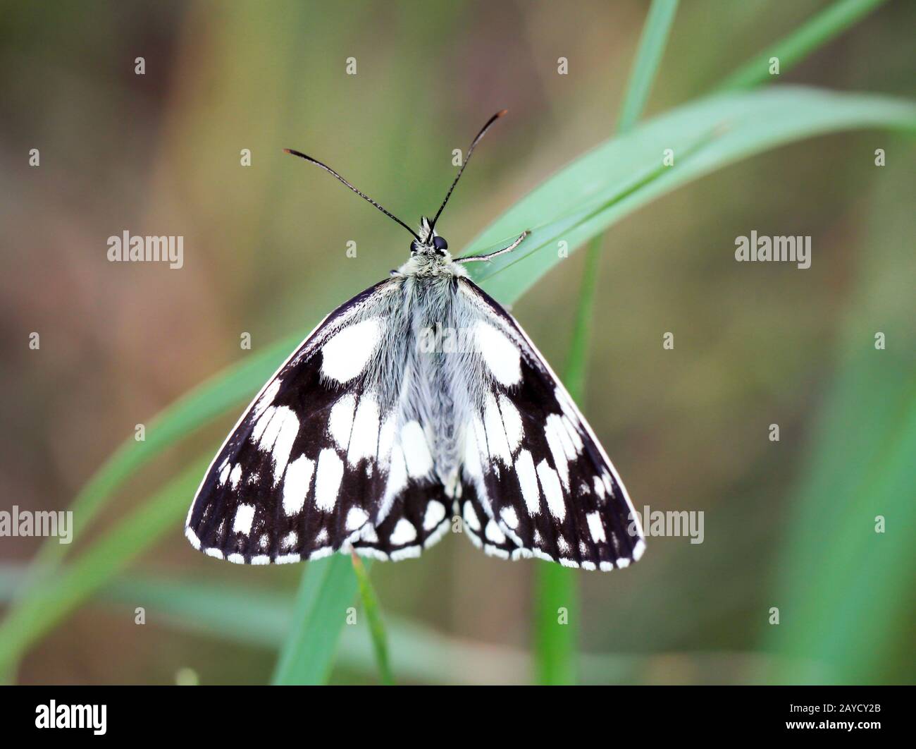 una farfalla scacchiera su un fiore, pianta Foto Stock