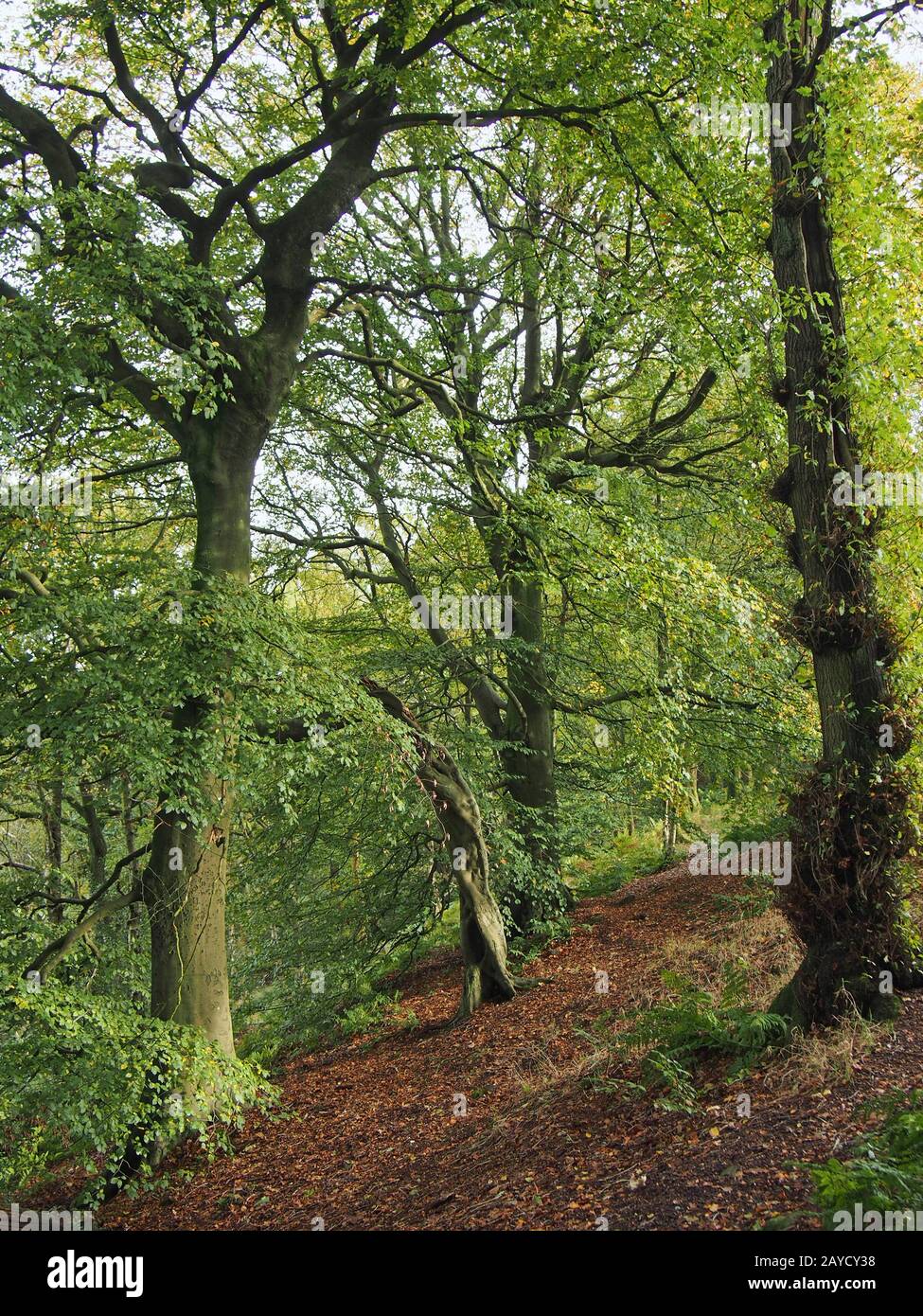 alti faggi di foresta con foglie che iniziano a diventare giallo all'inizio dell'autunno Foto Stock