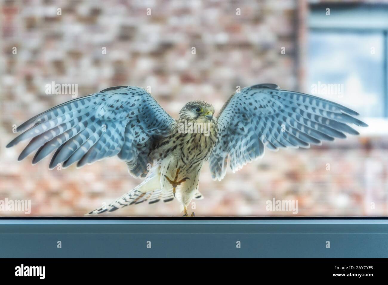 Hawk atterra al windowpane Foto Stock