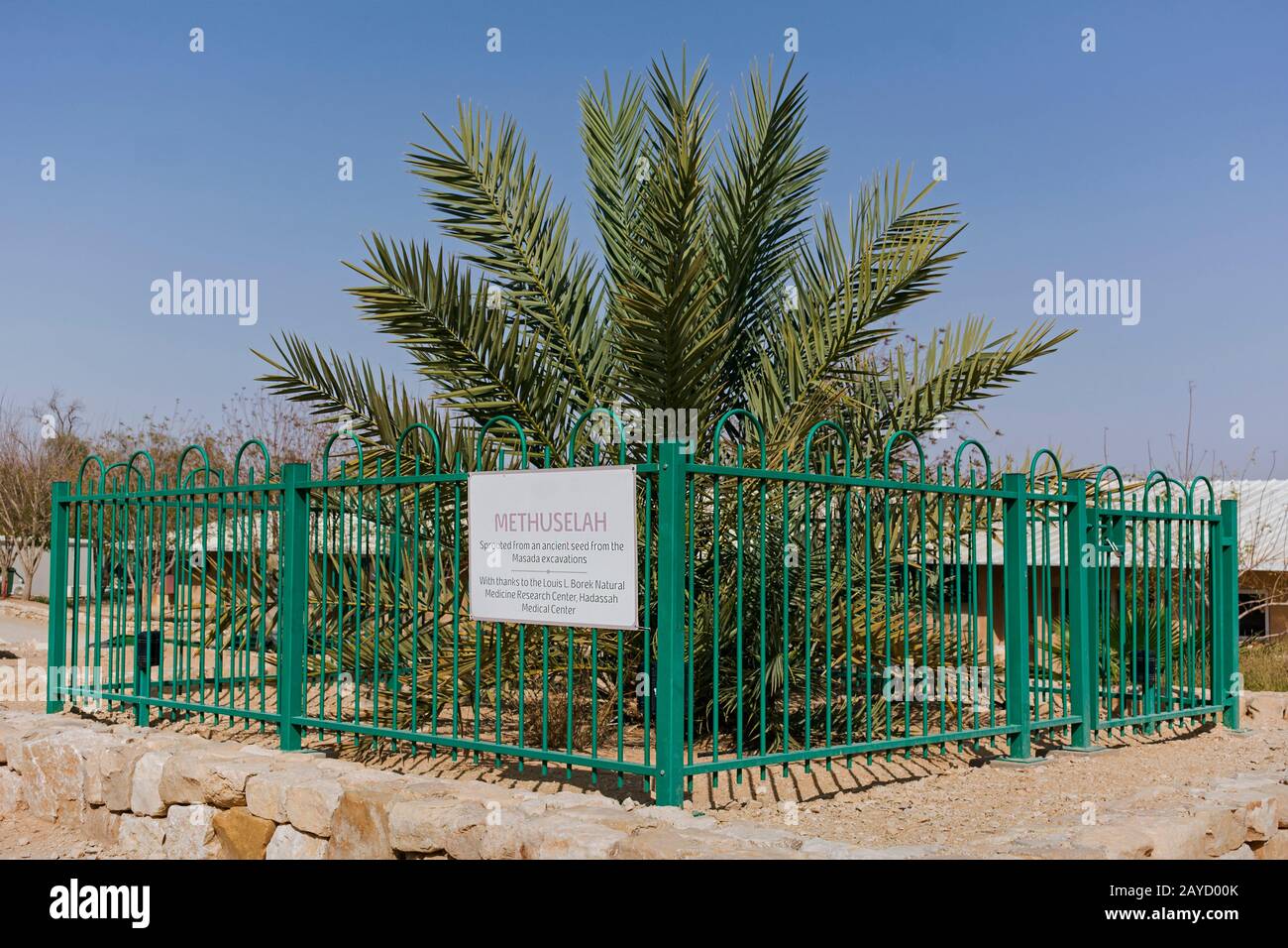 albero di palma di data heirloom che cresce nel deserto di arava che è germogliato da un seme antico trovato al parco nazionale di masada in israele Foto Stock