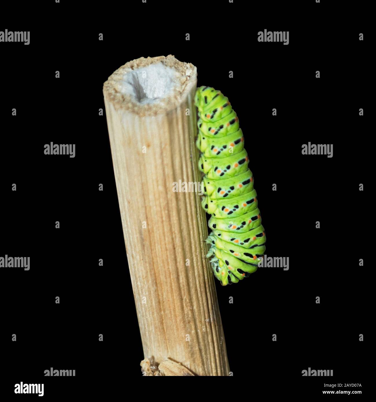 macro di un quinto instar coda di rondine papilio machaon farfalla caterpillar su un gambo di fiore morto che comincia appena a trasformarsi in un pupa o crisalide Foto Stock