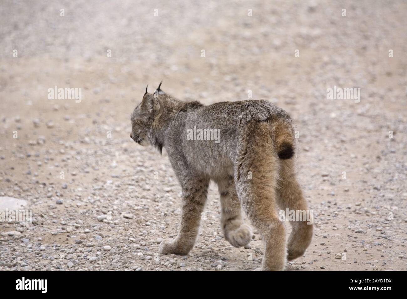 Rocky Mountain Lynx Foto Stock