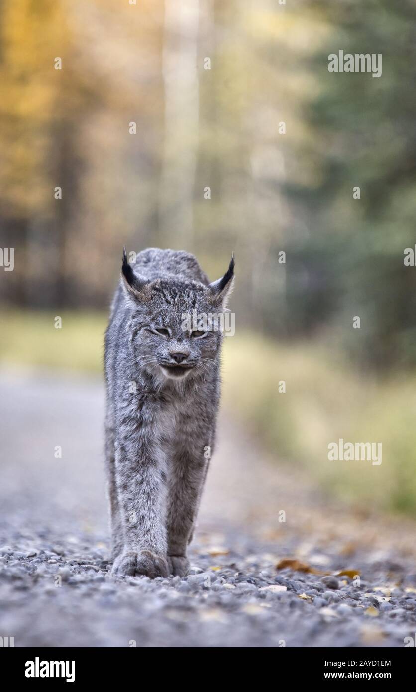 Rocky Mountain Lynx Foto Stock