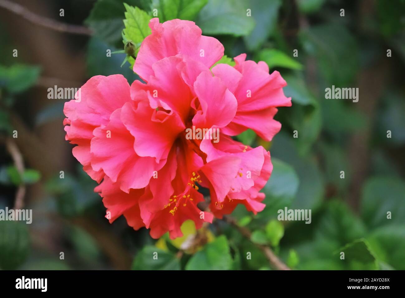 primo piano di rosso ibisco fiore pieno fiore in primavera giardino, concetto per la primavera, ibiscus fiore sfondo, Foto Stock