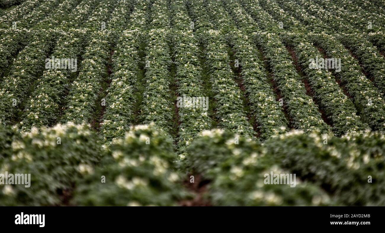 Fila di Crop di patate Foto Stock