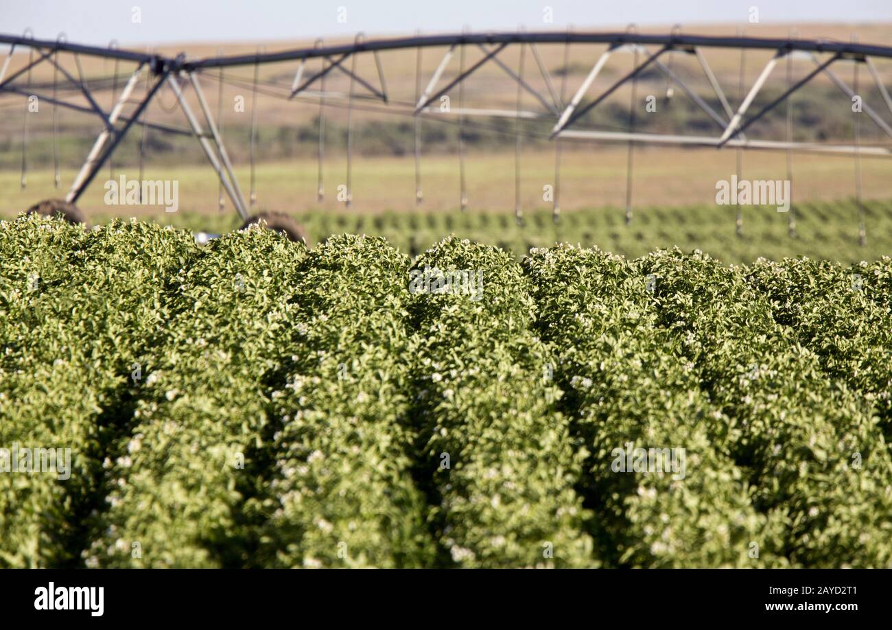Fila di Crop di patate Foto Stock