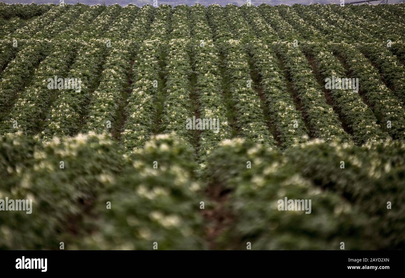 Fila di Crop di patate Foto Stock
