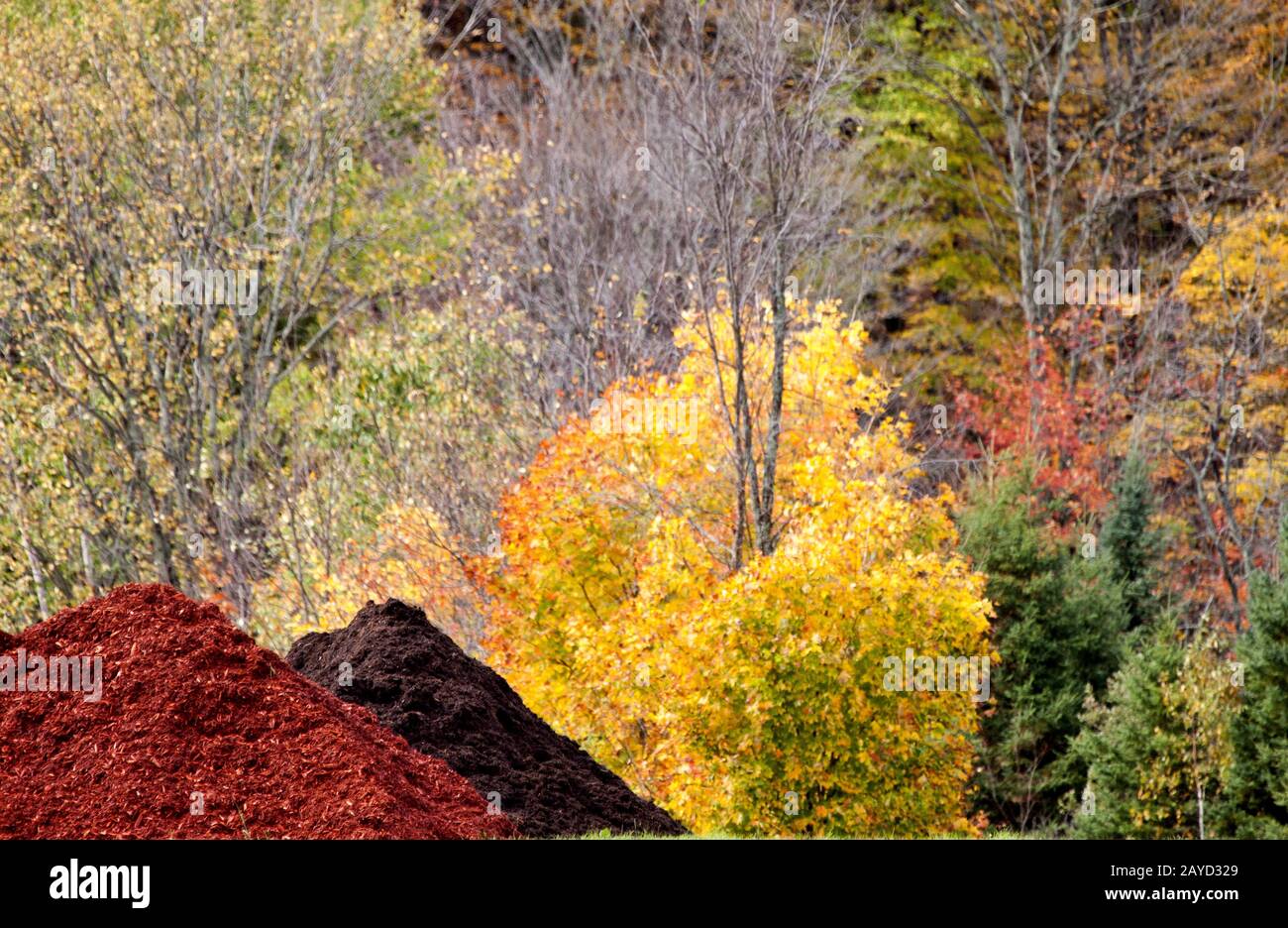 Colori autunnali e pelo di trucioli di legno Foto Stock