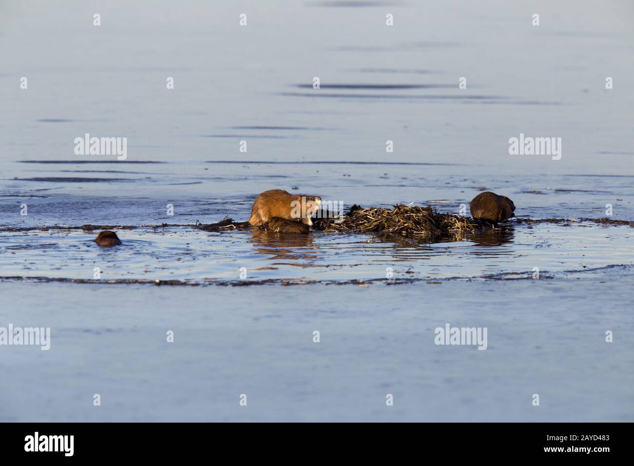 Muskrats al lavoro Foto Stock