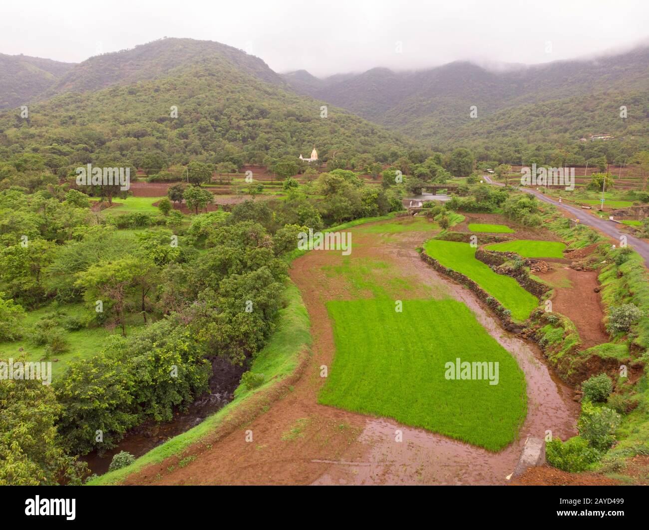 Colpo aereo di riso Paddy, Maharashtra, India.DNG Foto Stock
