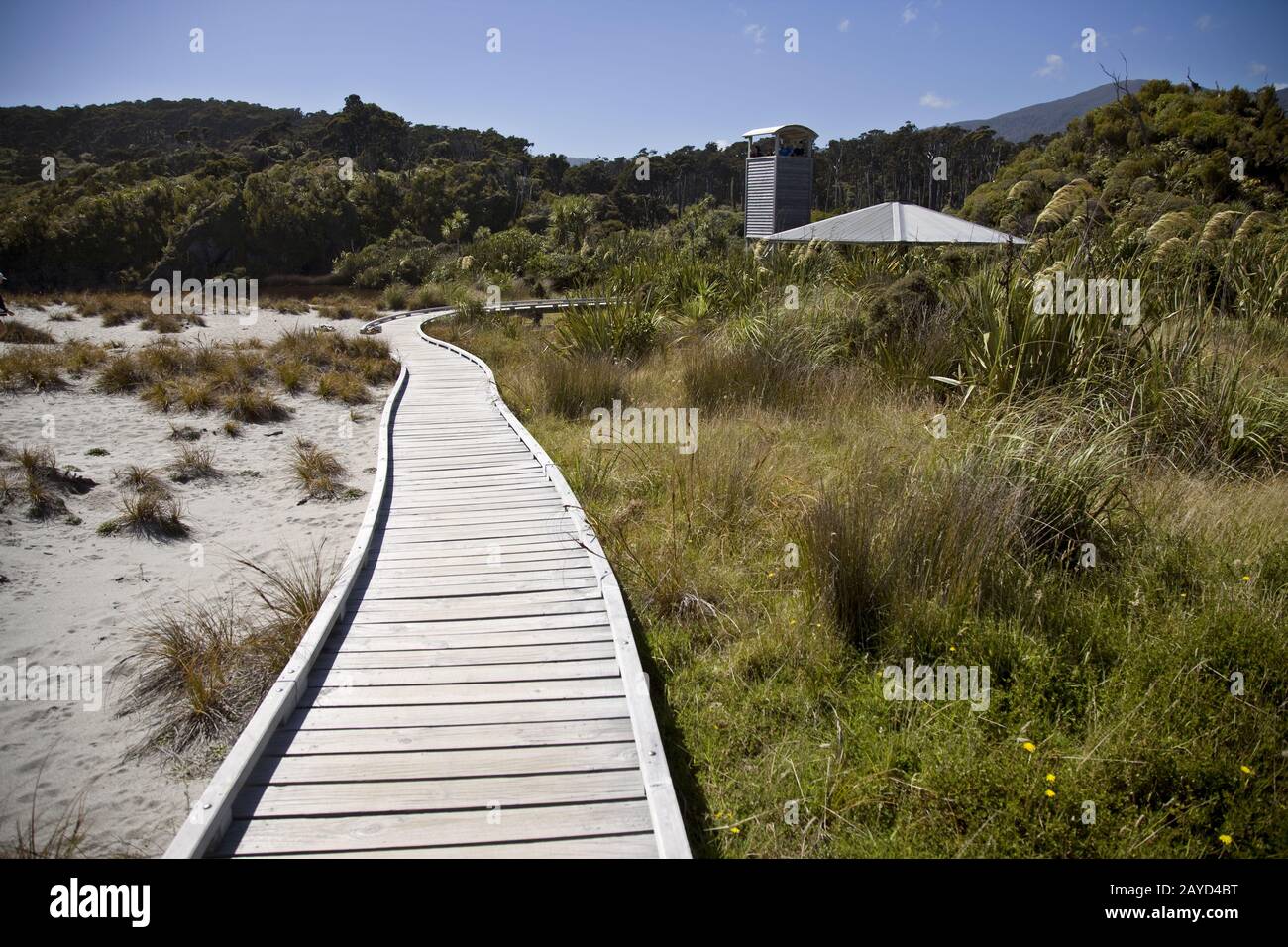 Passerella in legno Nuova Zelanda Foto Stock