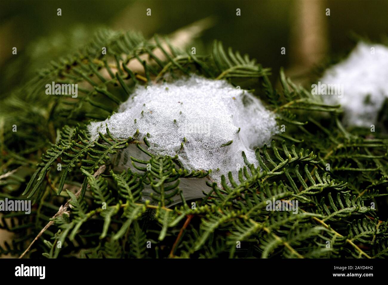 Spider Web Silk Morning Dew Foto Stock