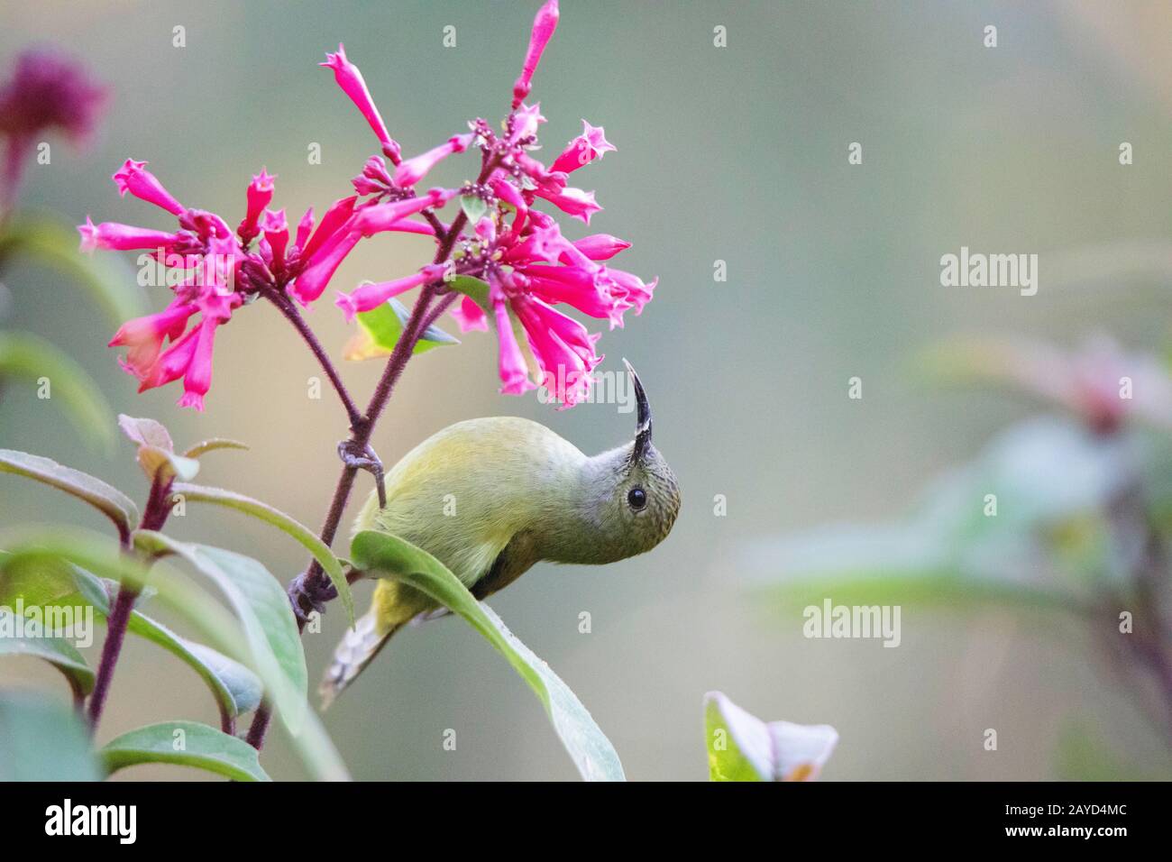 Sunbird con coda verde, Aethopyga nipalensis, Sikkim, India femmina Foto Stock