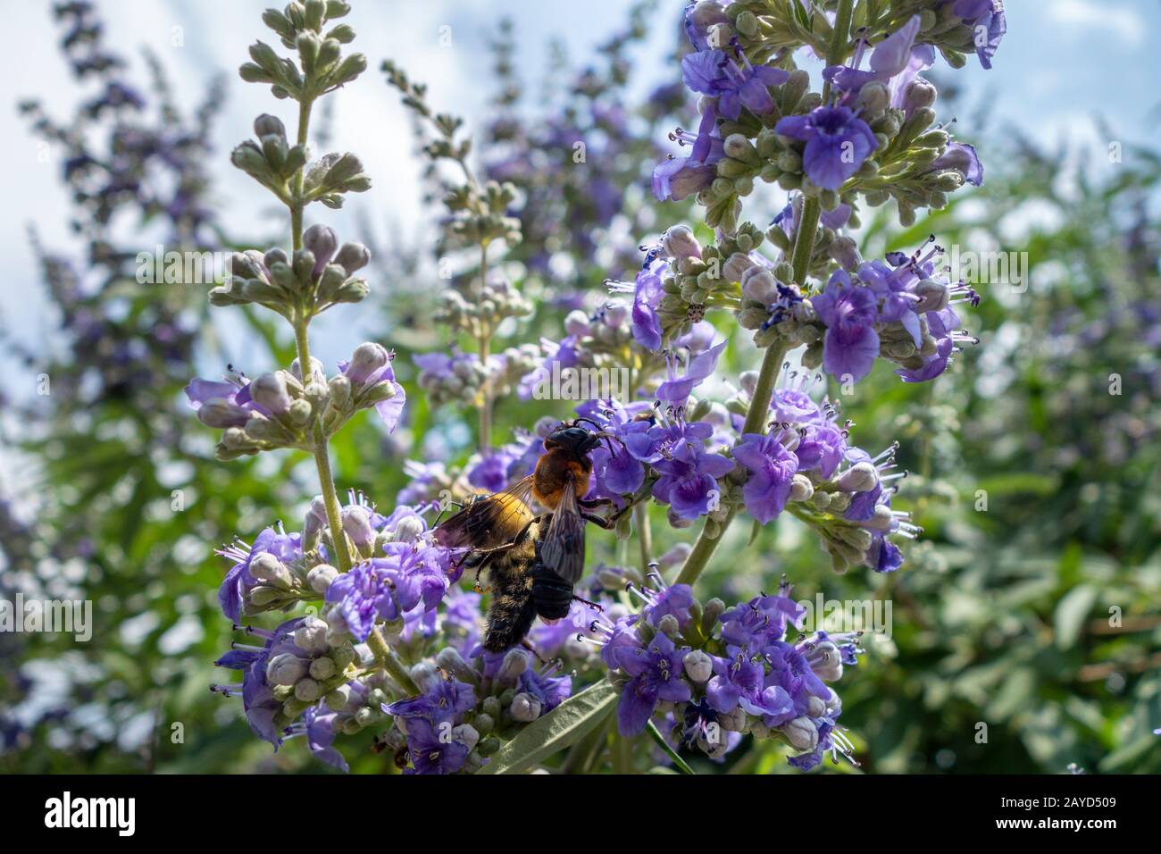 due tipi di api che si nutrono di polline di fiori di lavanda in un giardino Foto Stock
