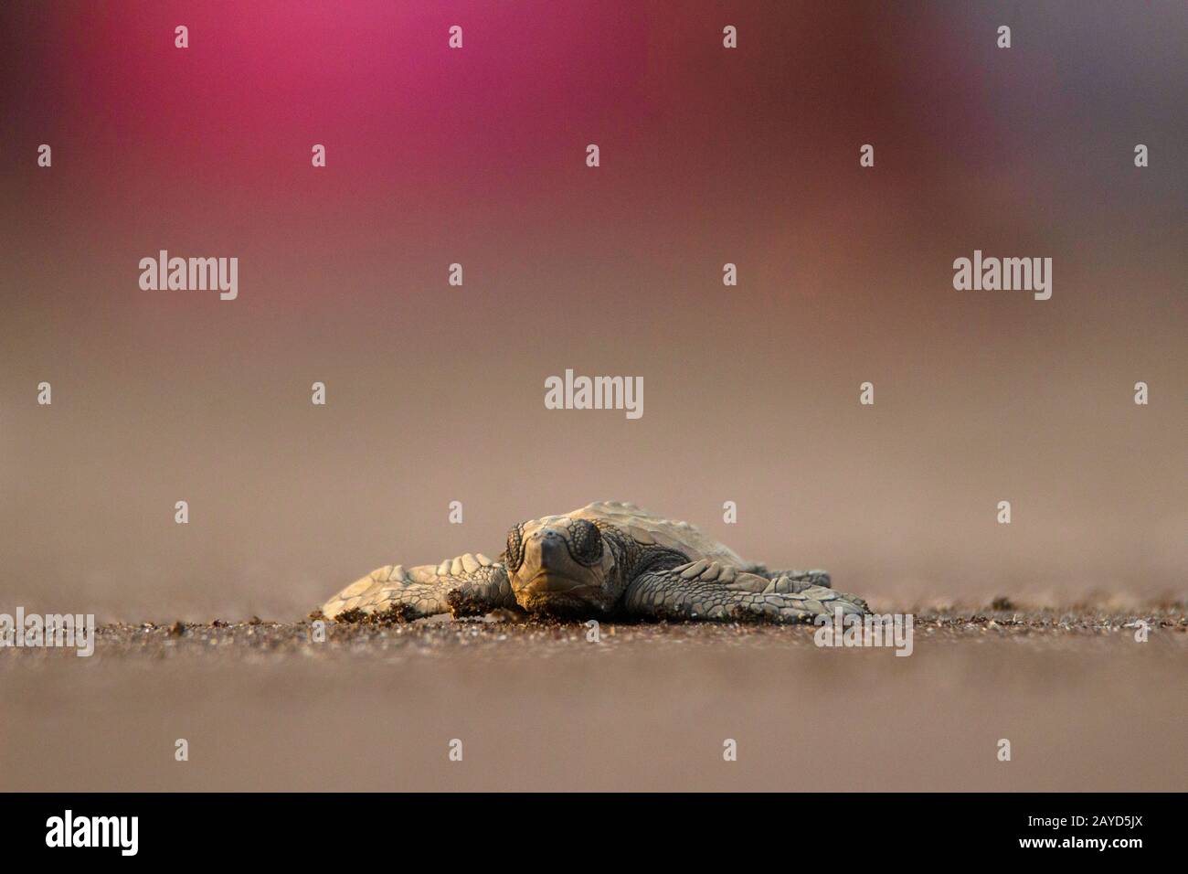 Ulivo Ridley tartaruga a basso angolo sparato sulla spiaggia. Lepichelys olivacea, vulnerabile Foto Stock