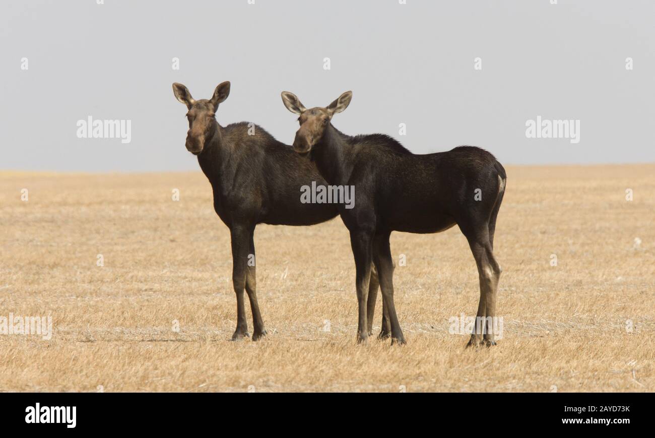 Prairie Moose Saskatchewan Foto Stock