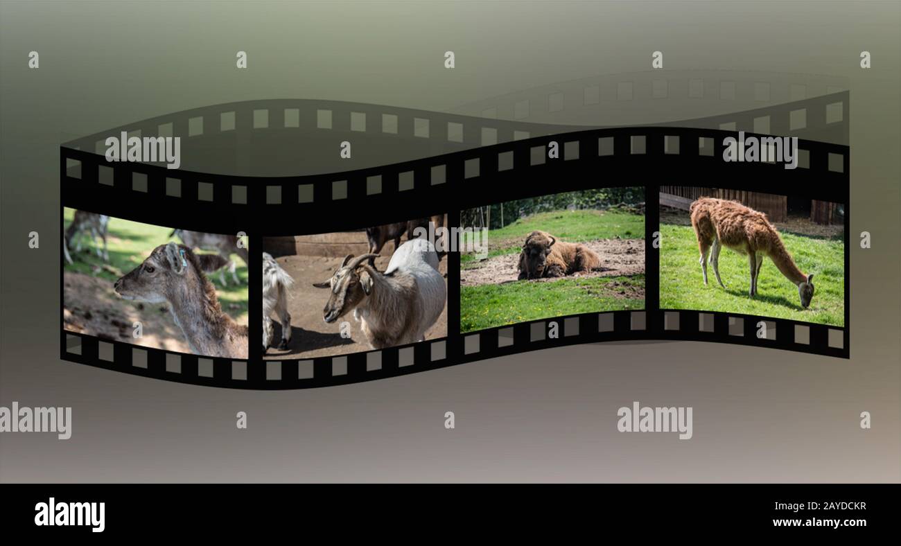 filmstrip ondulato con immagini di animali Foto Stock