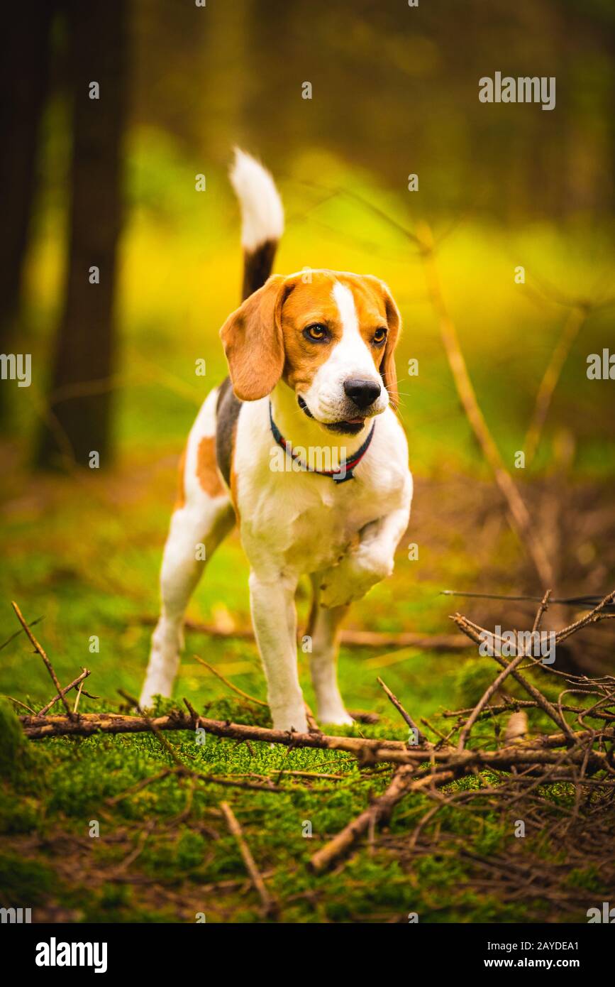 Il cane beagle nel soleggiato autunno foresta. Avvisato hound ricerca per profumo e ascoltando i suoni di boschi. Foto Stock