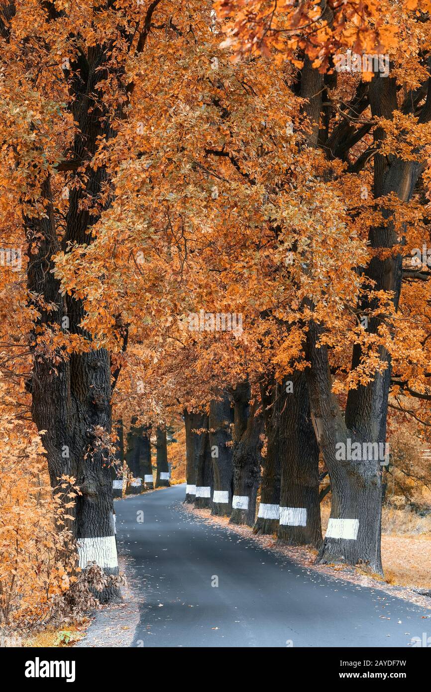 caduta di alberi colorati sul vicolo in autunno Foto Stock