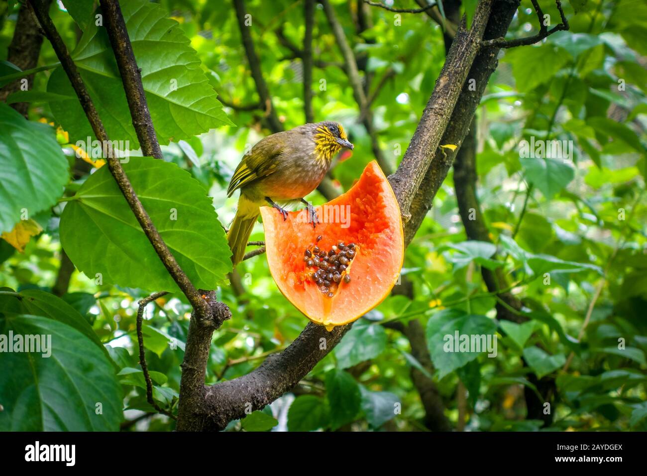 Piccolo uccello tropicale che mangia una frutta Foto Stock
