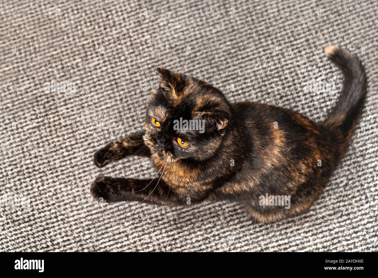 bella gatto si erge su due zampe su un tappeto grigio, vista dall'alto Foto Stock