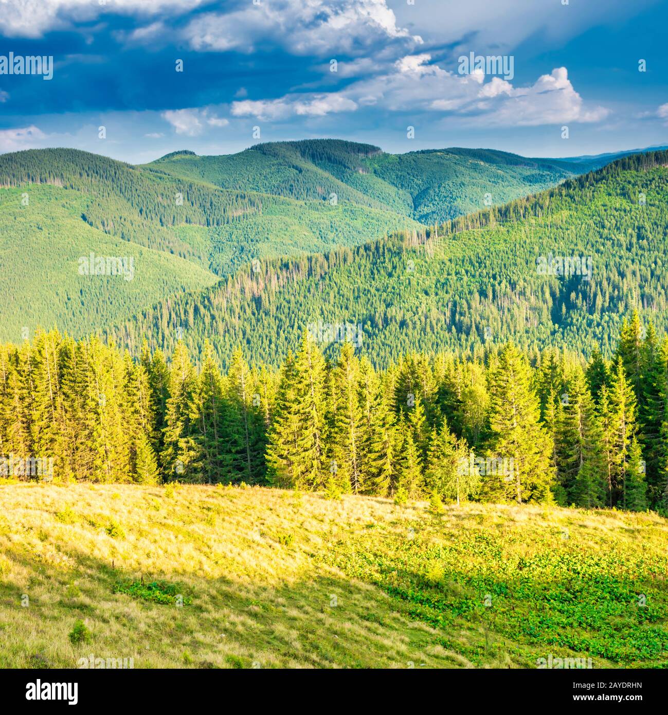 Verdi montagne con pineta Foto Stock