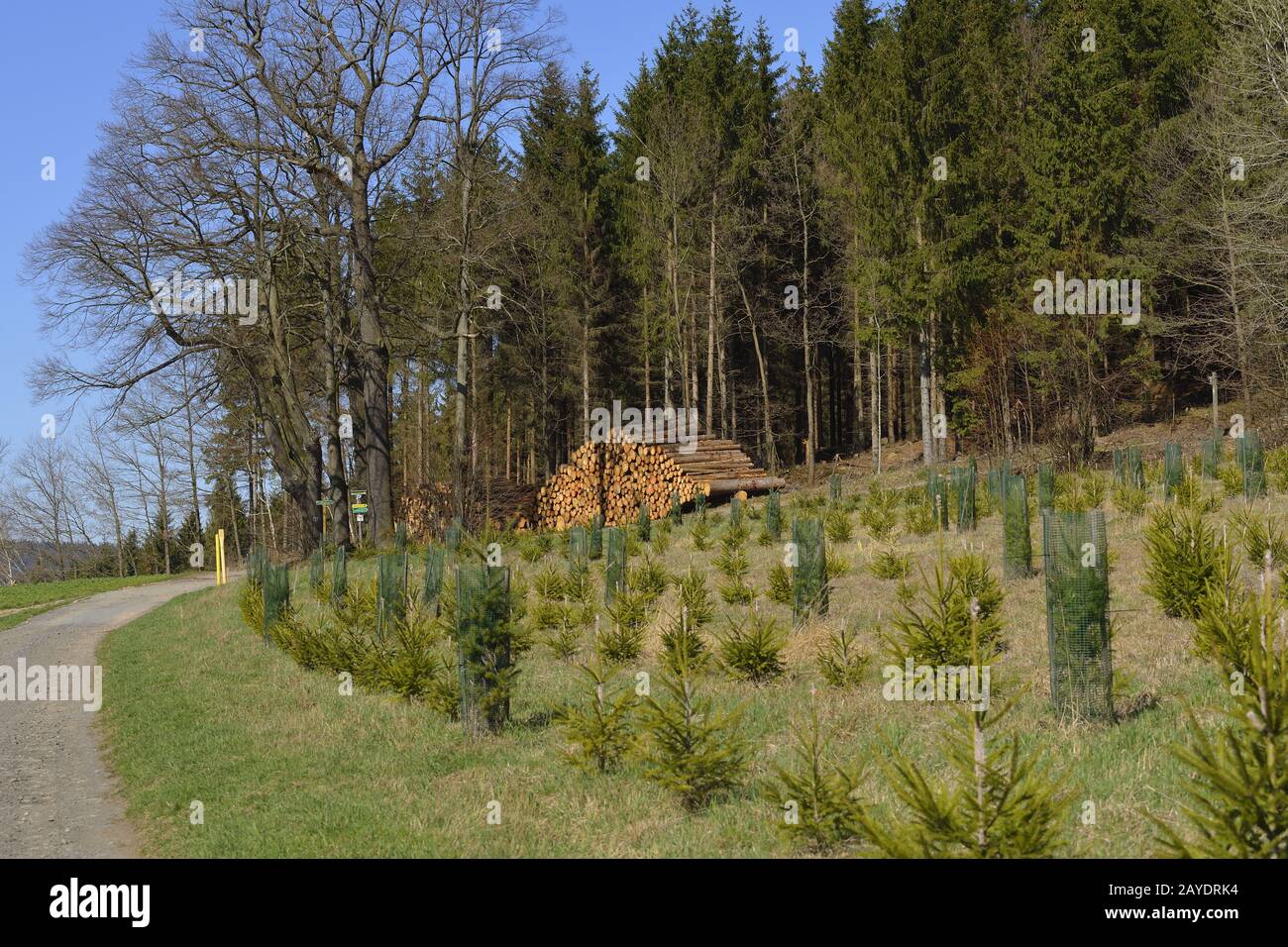 Rimboschimento in una foresta Foto Stock