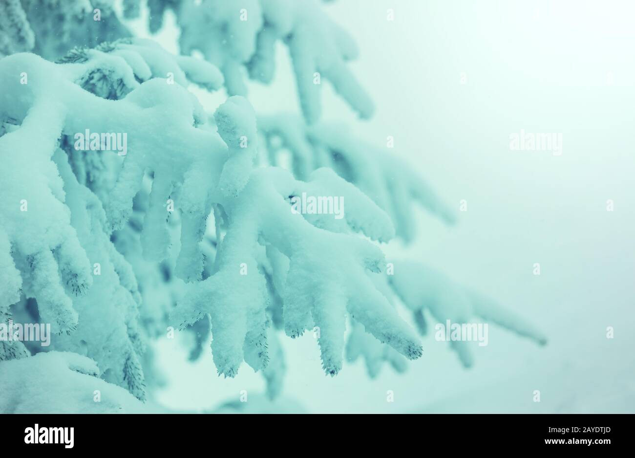 Foresta di inverno Foto Stock