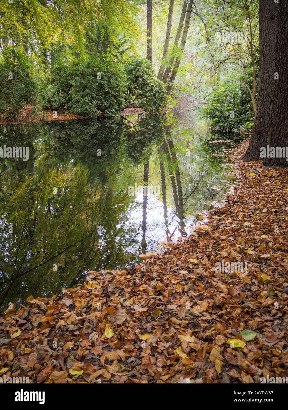 Paesaggio autunnale nel parco tiergarten di Berlino con piccolo stagno Foto Stock