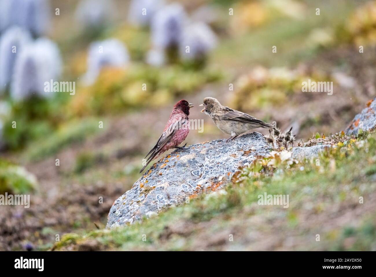 rosefinch tibetano Foto Stock