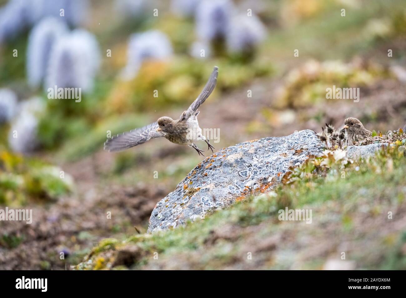 piccolo rosefinch tibetano in volo Foto Stock
