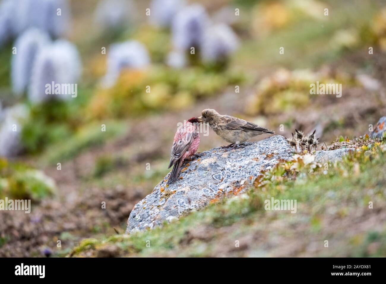 alimentazione del rosefinch tibetano Foto Stock