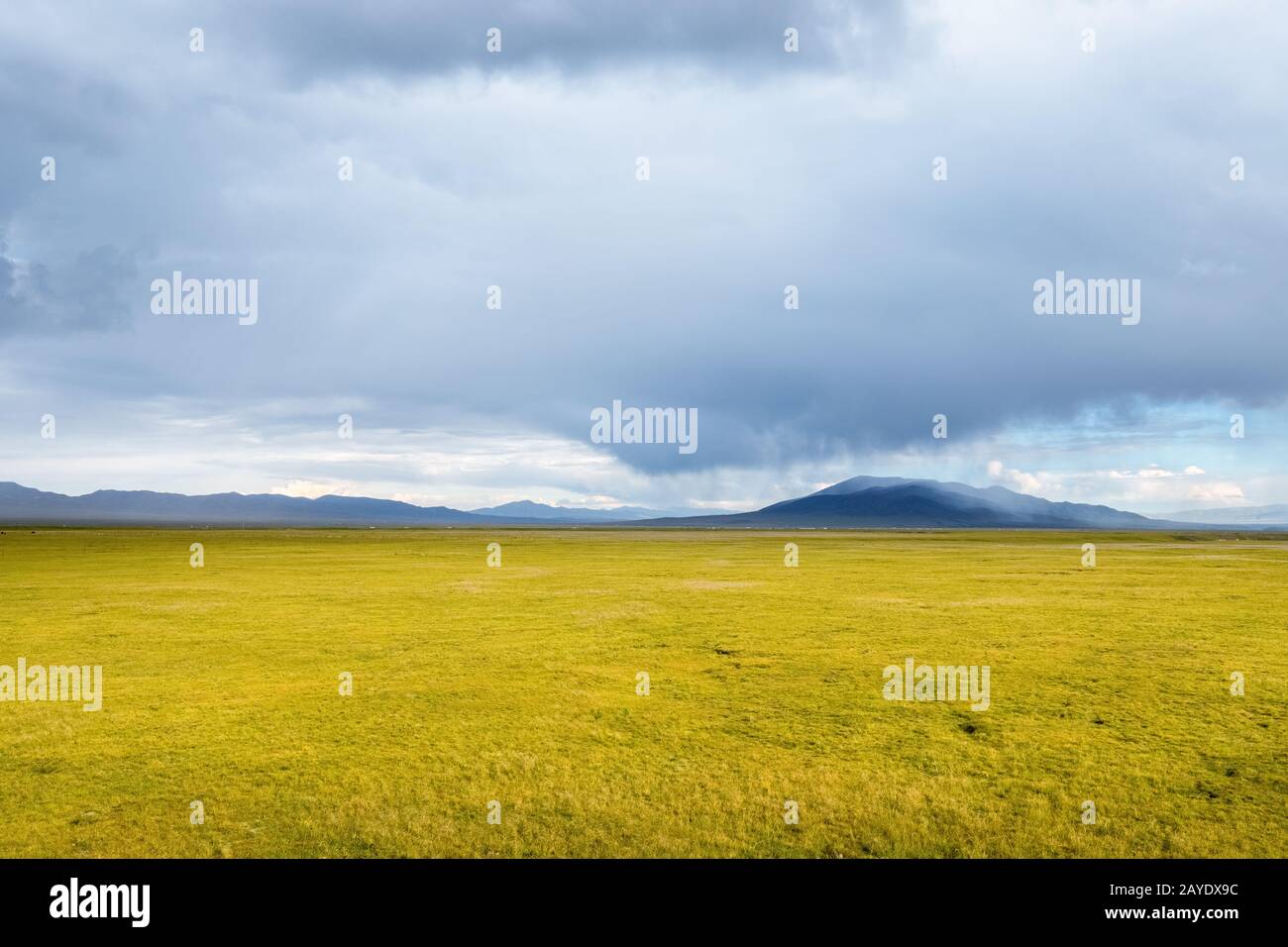 qinghai grassland scenario Foto Stock