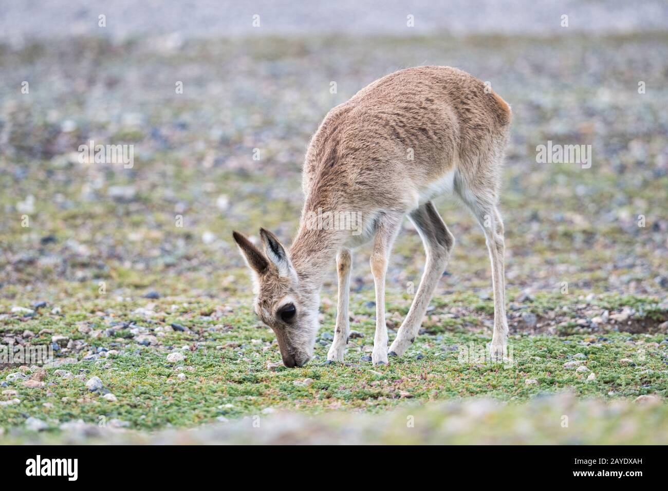 donne gazelle tibetane primo piano Foto Stock
