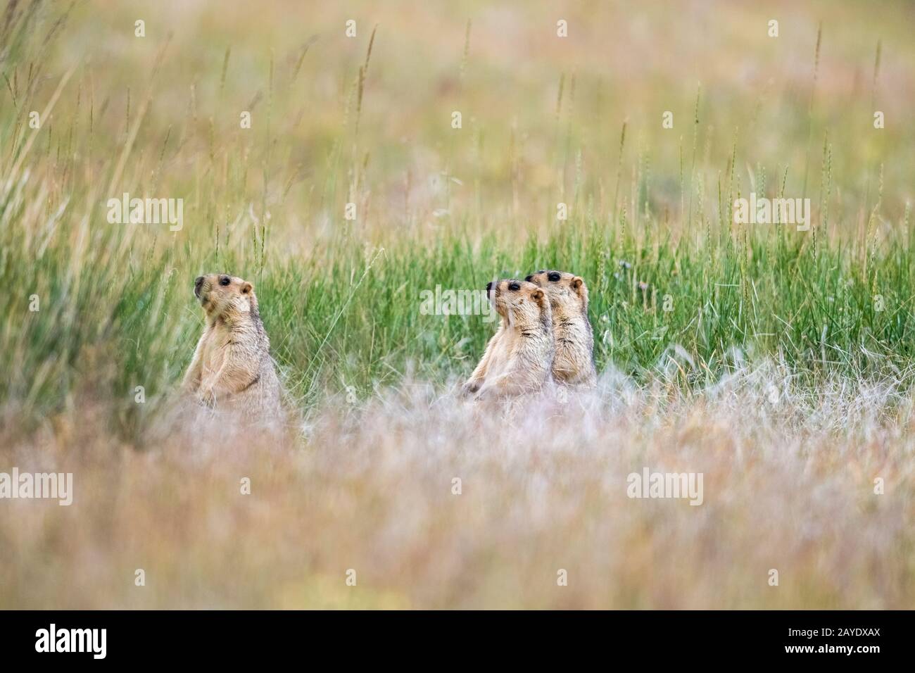 tre marmotte in erba Foto Stock