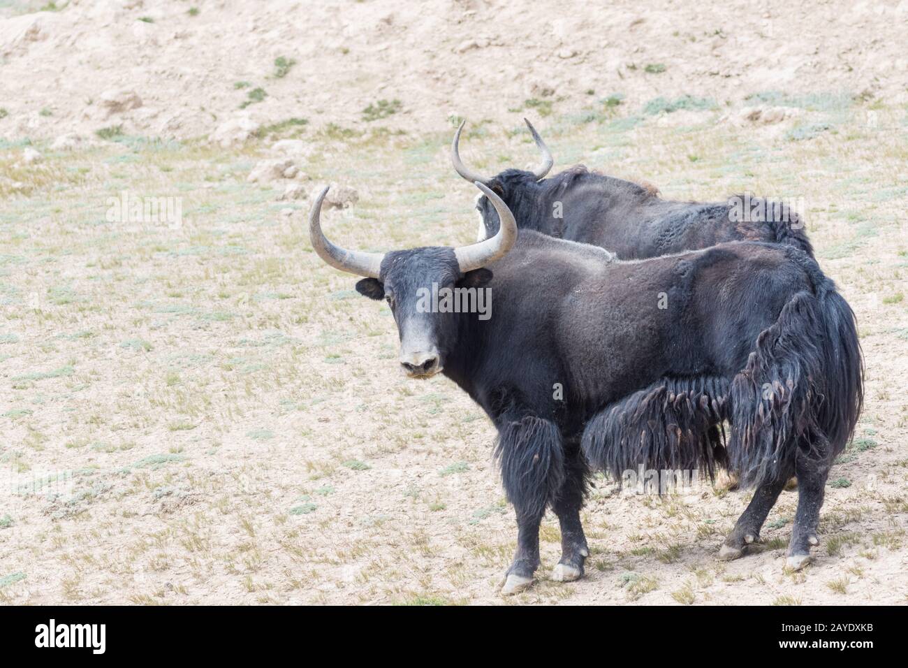 chioschi di yak selvatico nella riserva naturale Foto Stock chioschi di yak selvatico nella riserva naturale Foto Stock
