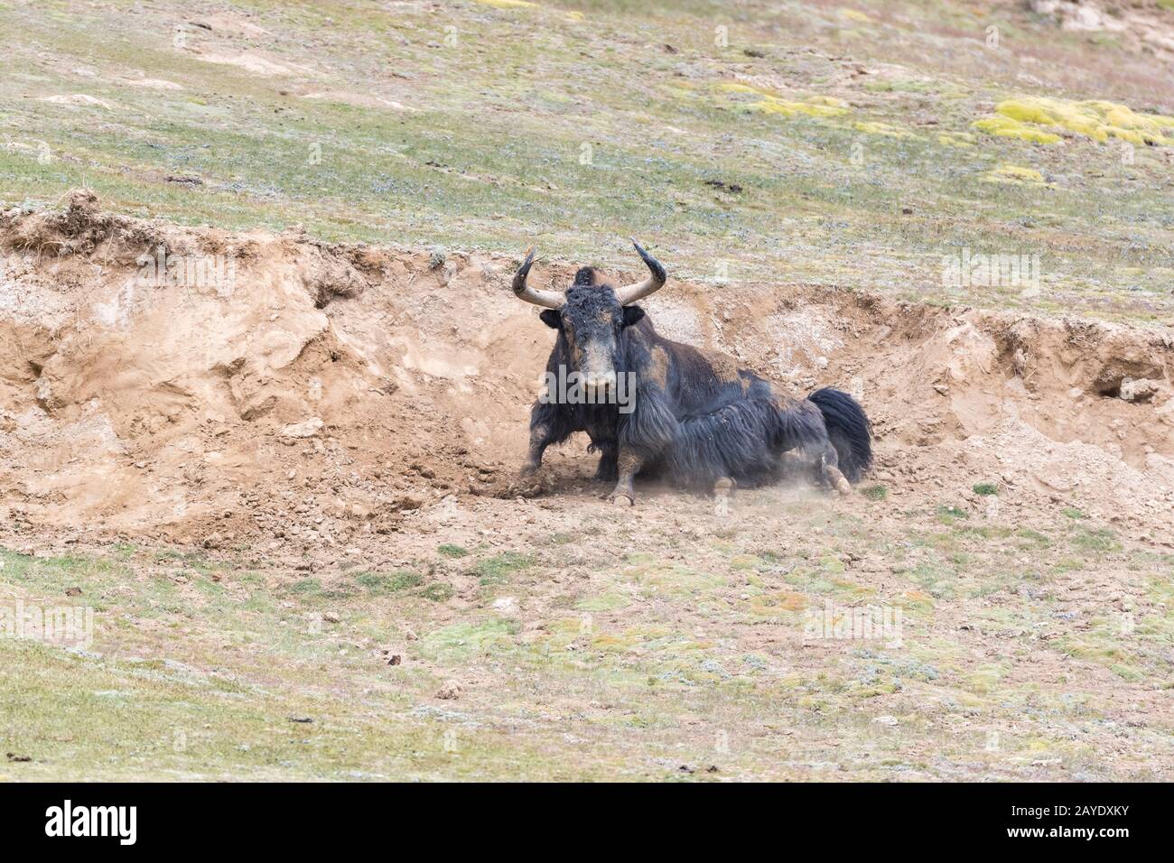 yak selvaggio a qinghai Foto Stock