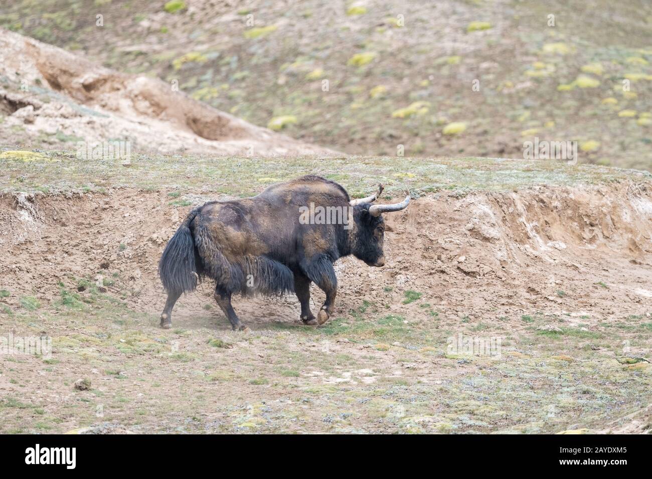 yak selvaggio, bos mutus in qinghai Foto Stock