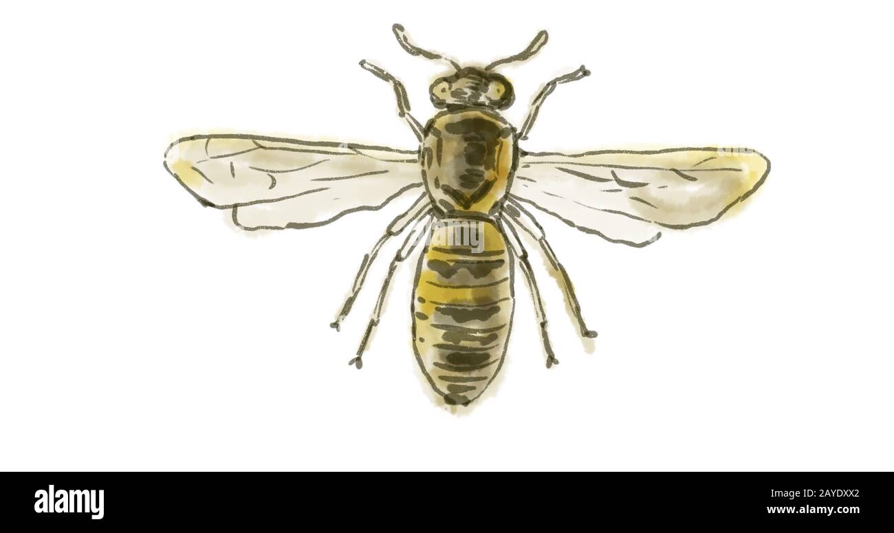Spagnolo Pollen Wasp disegno Foto Stock