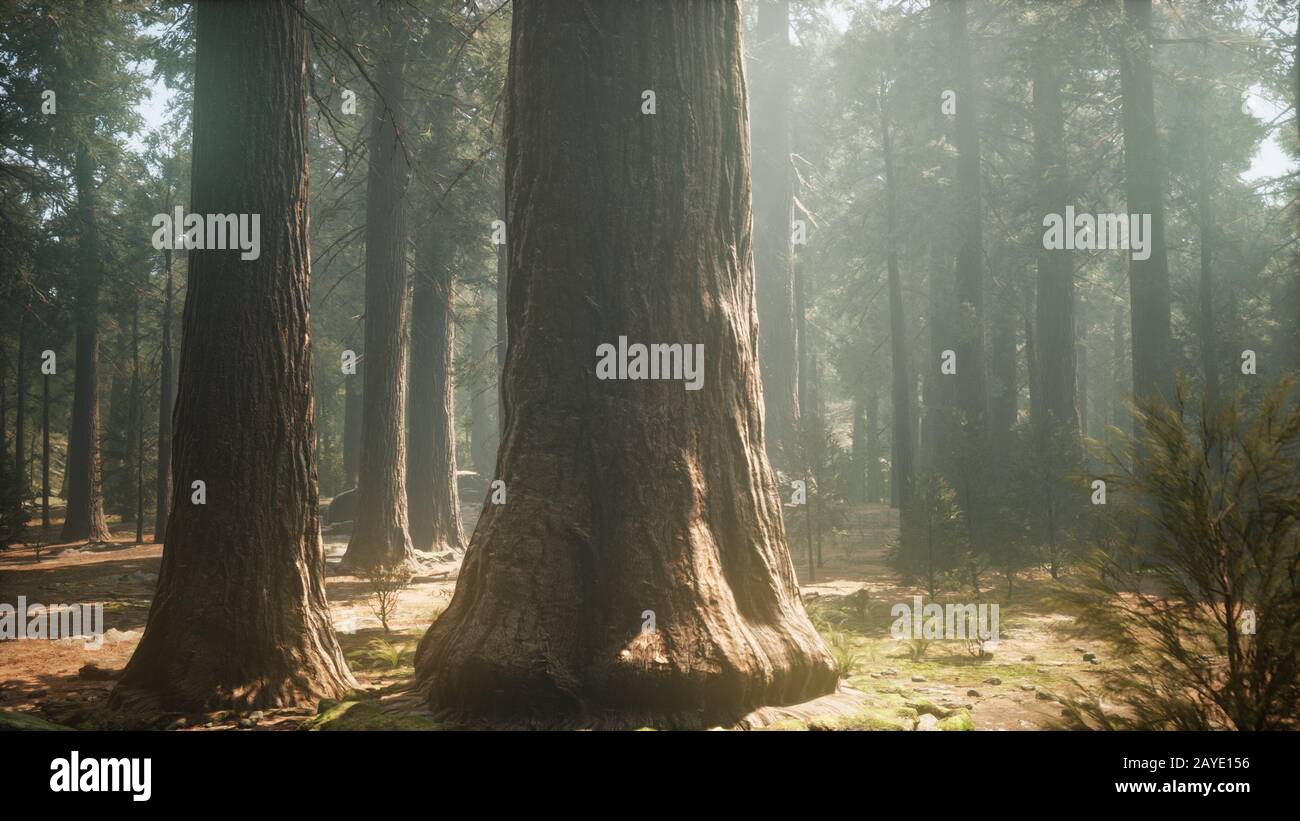 Tramonto sulla Foresta Gigante, Sequoia National Park, California Foto Stock