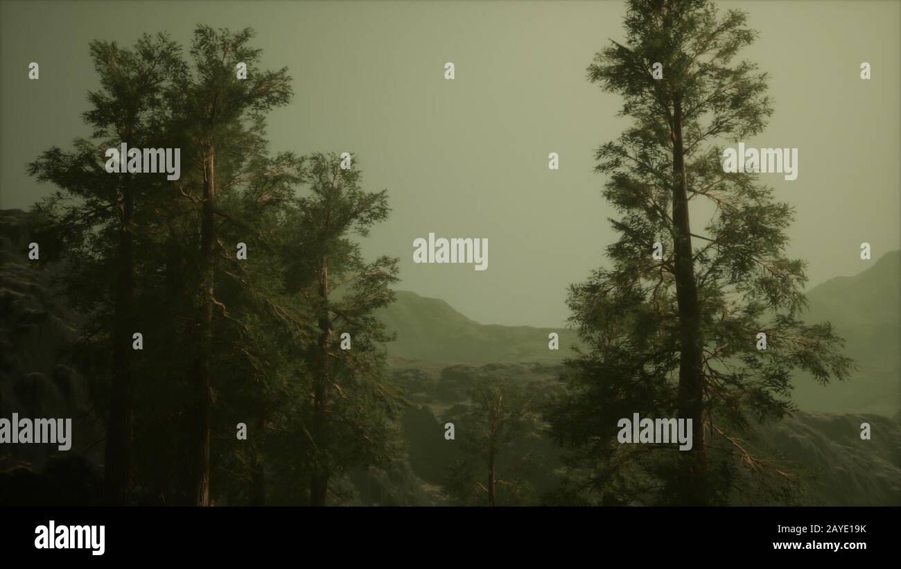 La nebbia e alberi di pino sulle aspre montagne e tempesta Foto Stock