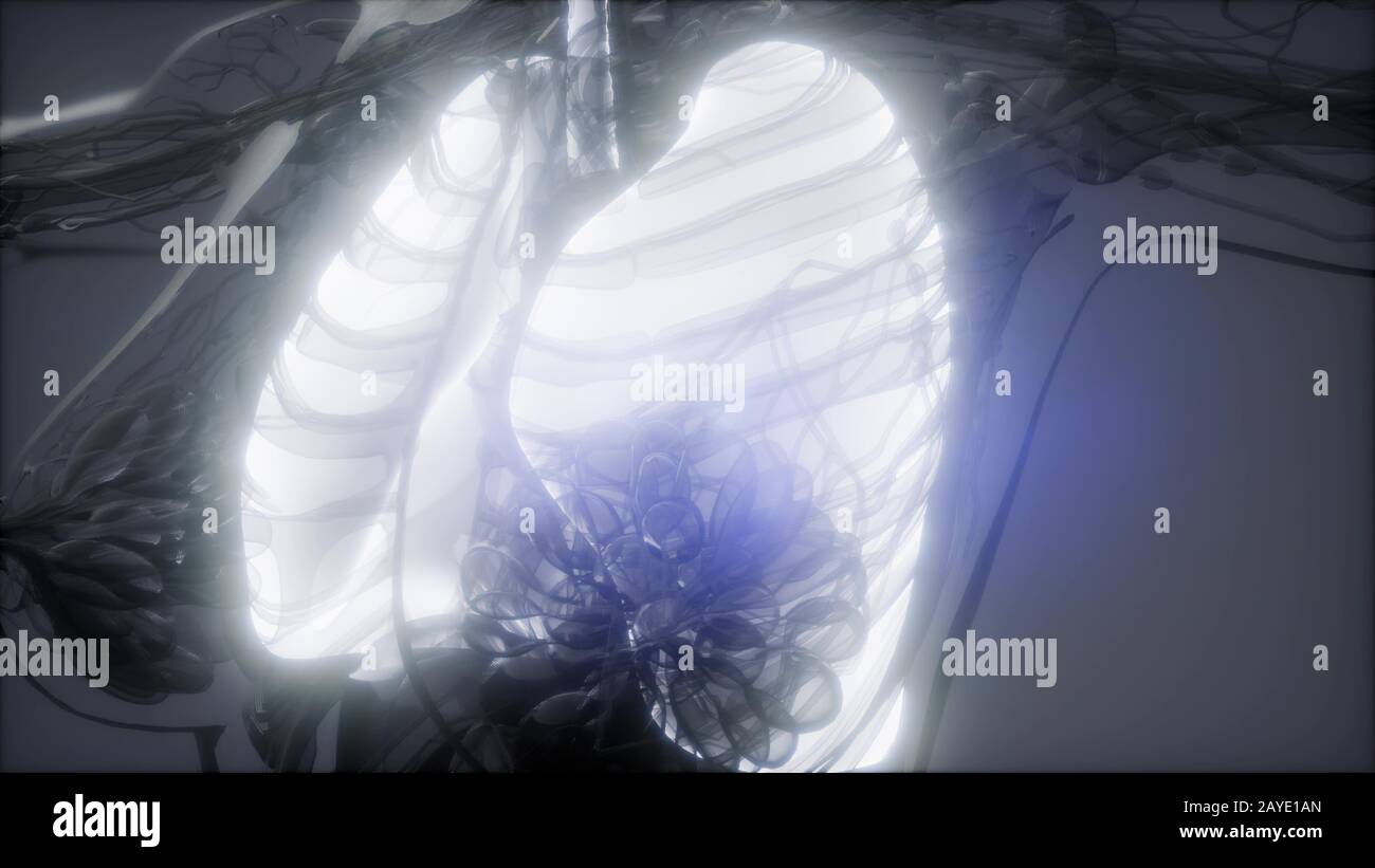 Polmoni umani esame radiologico Foto Stock