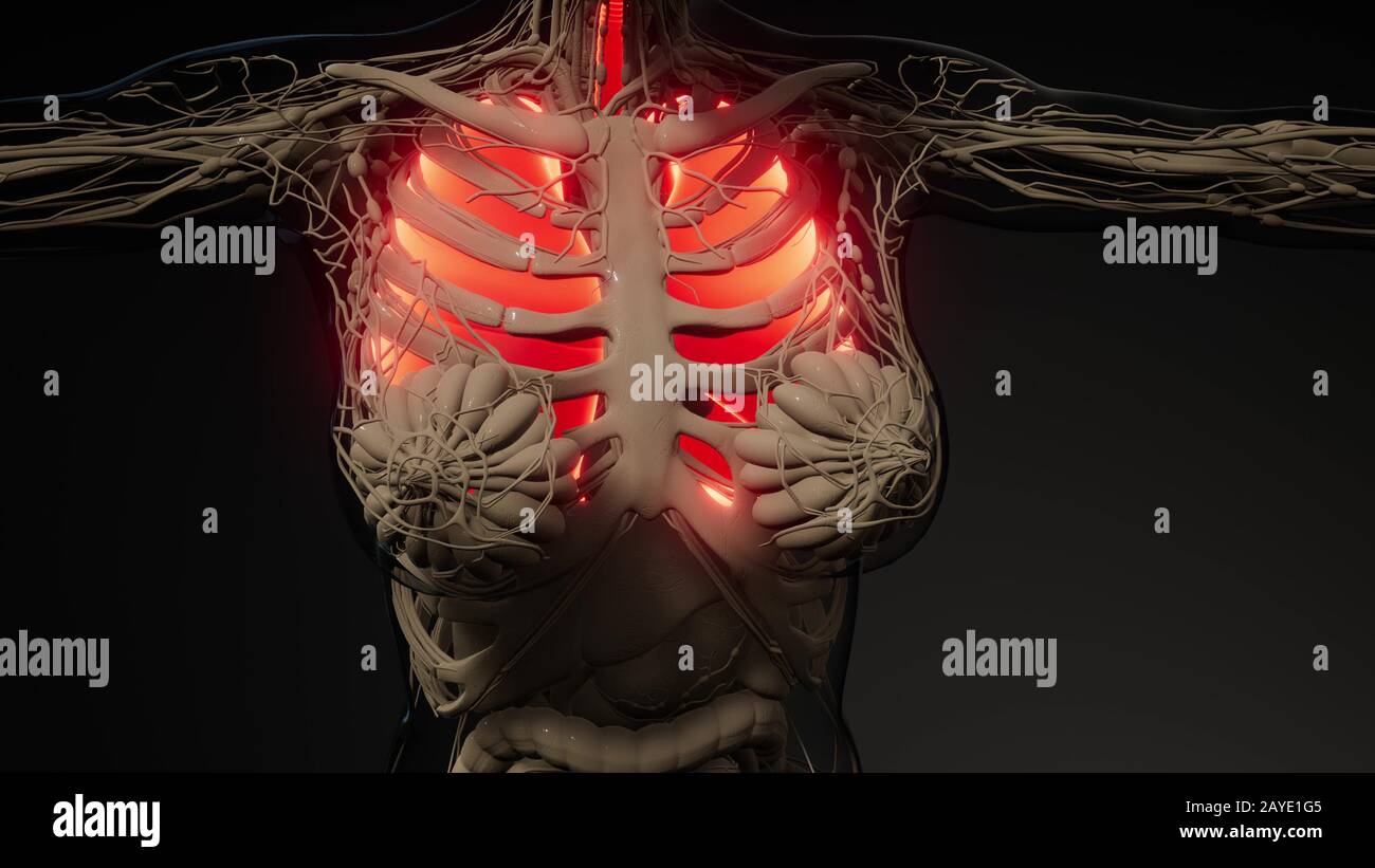 Polmoni umani esame radiologico Foto Stock